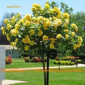 Meet your Posher, Vladimir-vladisco